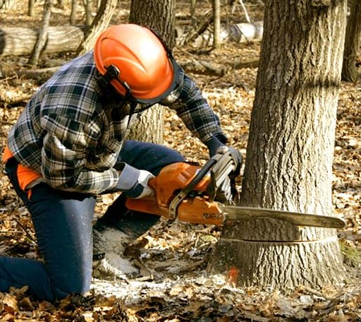 Tree Removal in Sudan, TX